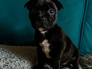 Staffordshire Bull Terrier dogs Champion bloodline Staffordshire Bullterrier Pups - Advert 15