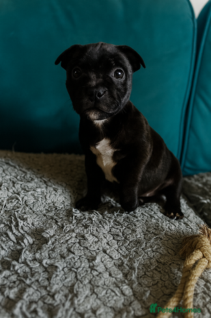 Staffordshire Bull Terrier dogs Champion bloodline Staffordshire Bullterrier Pups - Advert 1