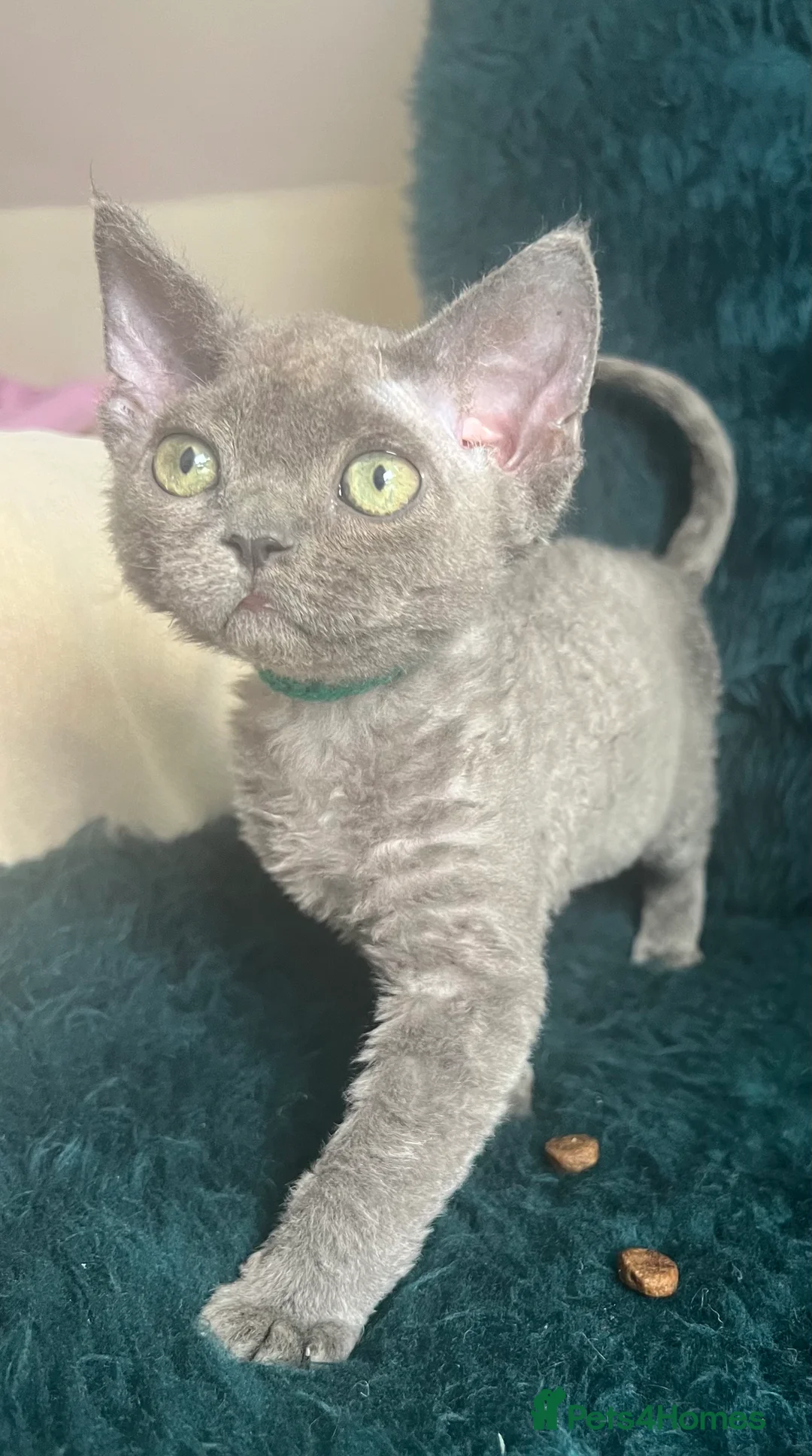 Devon Rex cats for sale: Devon Rex kittens  - Advert 10