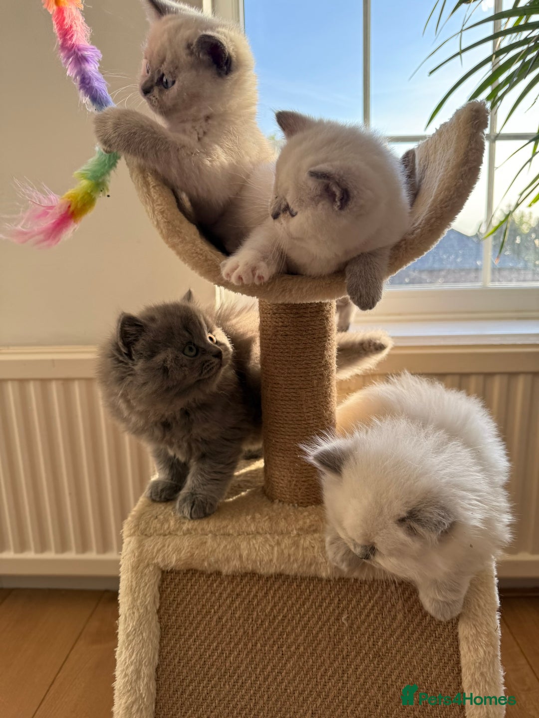 British Shorthair cats for sale: British Shorthair Kittens - Image 6