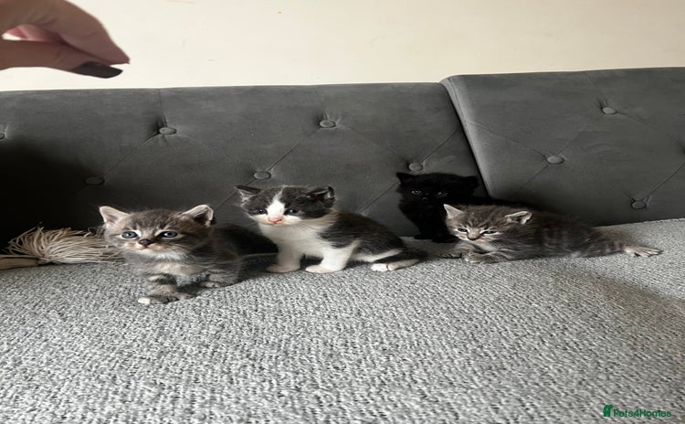 Domestic Shorthair cats - Advert 3