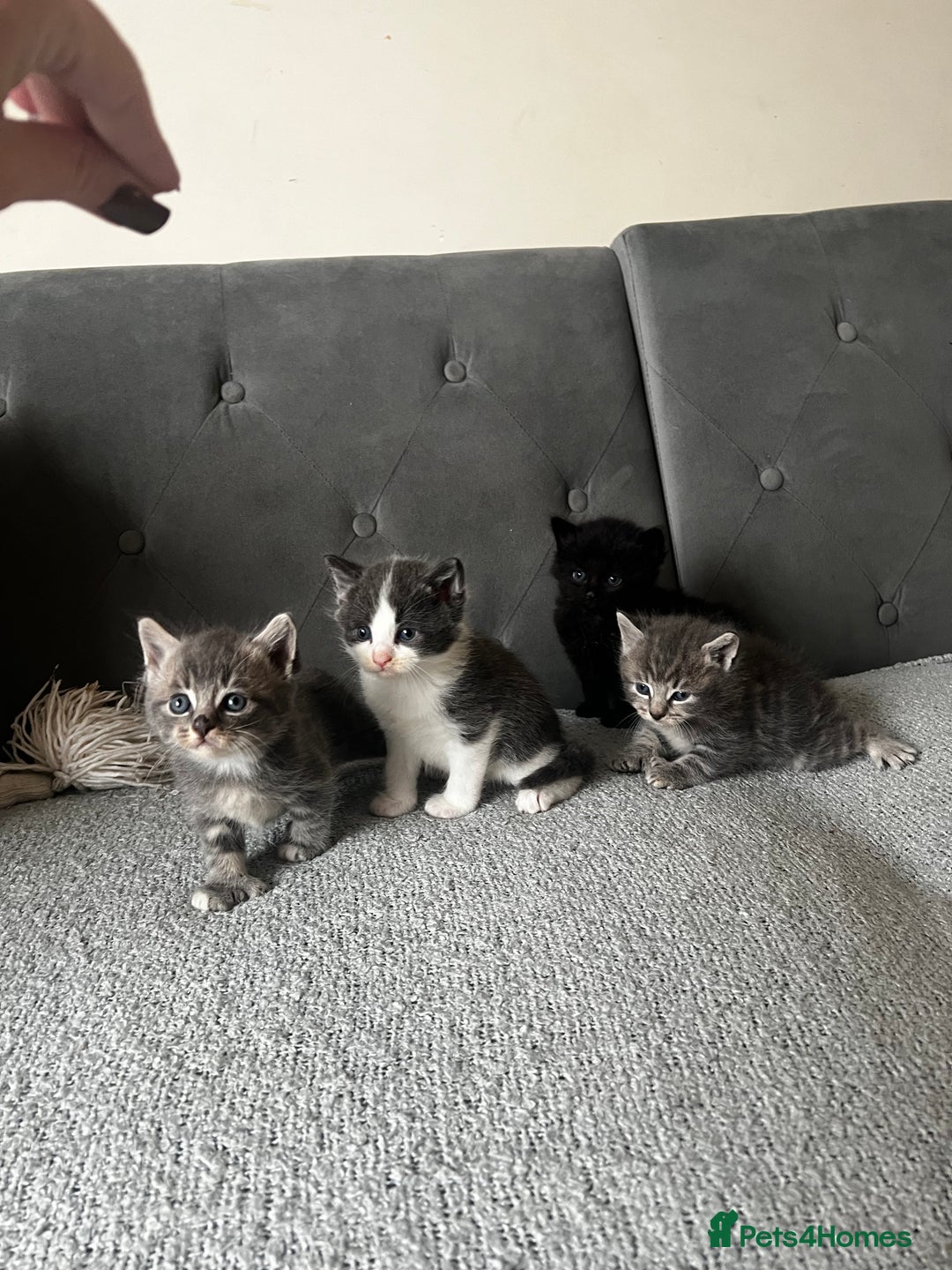 Domestic Shorthair cats for sale: Adorable male kittens looking for loving homes  - Image 1