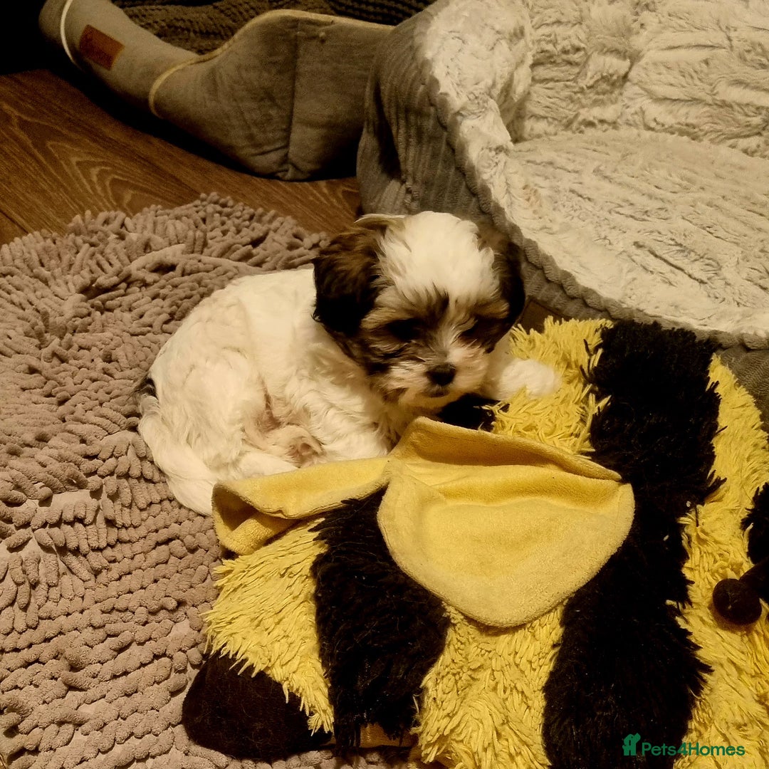 Lhasapoo dogs for sale: Lasha poo  - Advert 4