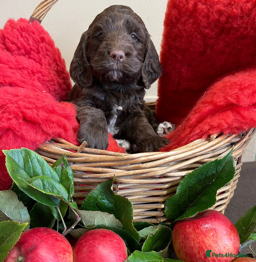 Sproodle dogs for sale: The apple of my eye - Image 11