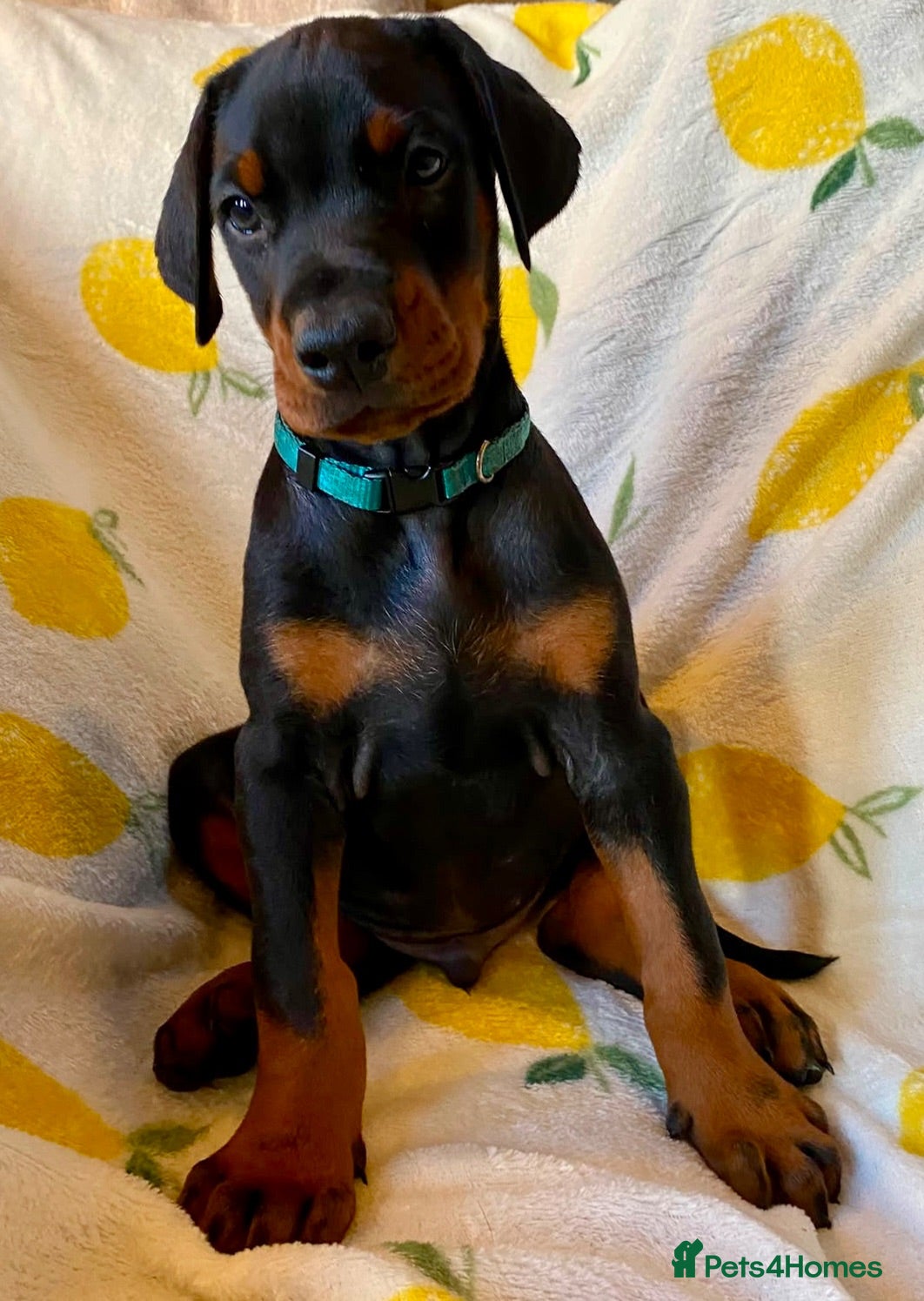 Dobermann dogs Health tested European puppies  - Advert 1
