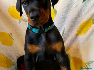 Dobermann dogs for sale: Health tested European puppies - Advert 1