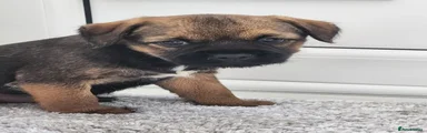 Border Terrier 1