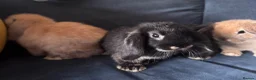 Mini Lop rabbits for sale: 4 x mini lops 8 weeks old for sale - Advert 9