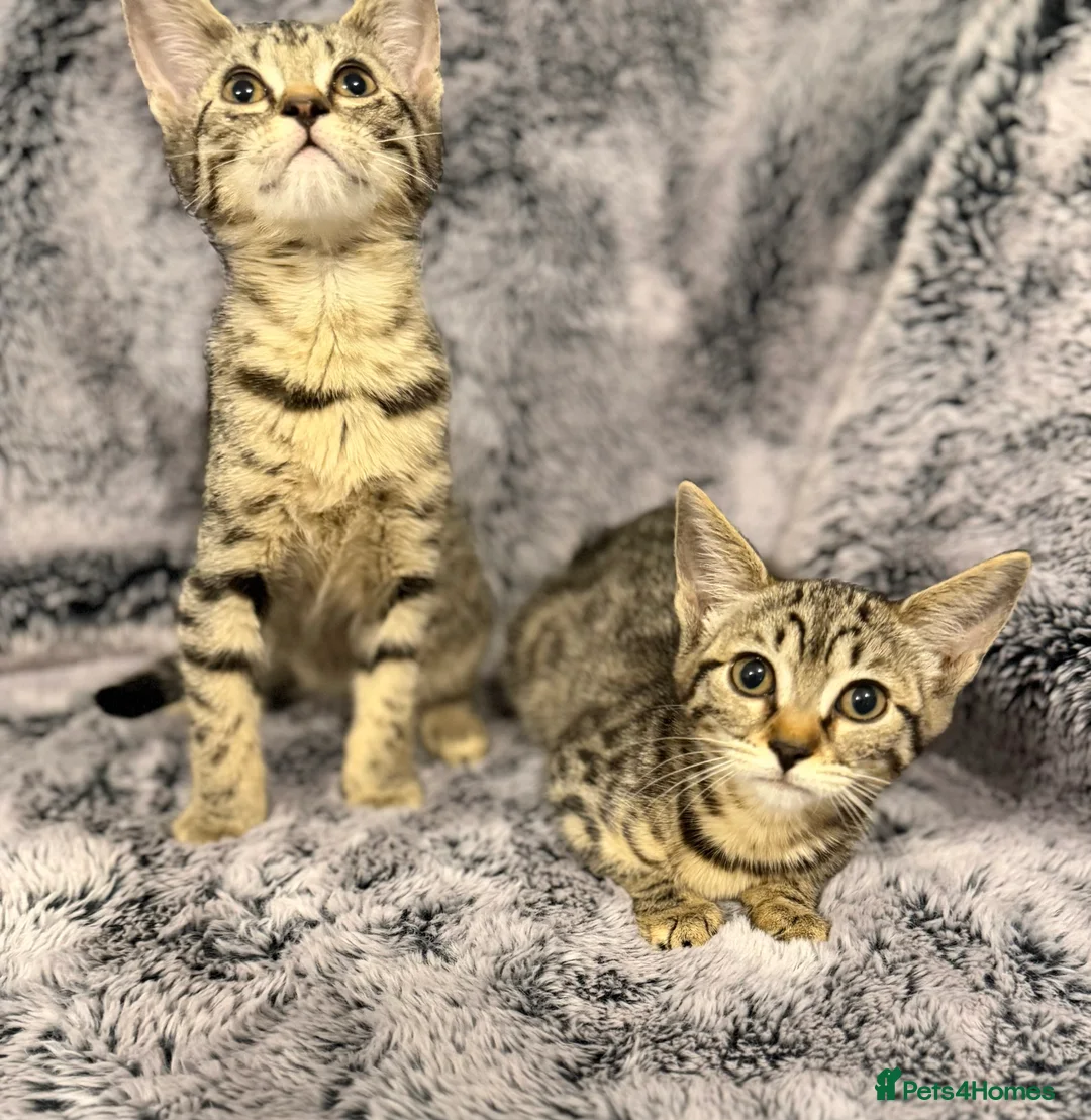 Mixed Breed cats for sale: 4 gorgeous kittens  - Advert 5