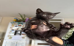 Mixed Breed cats for sale: 🐾 Adorable boy & girl 🐾 - Image 25
