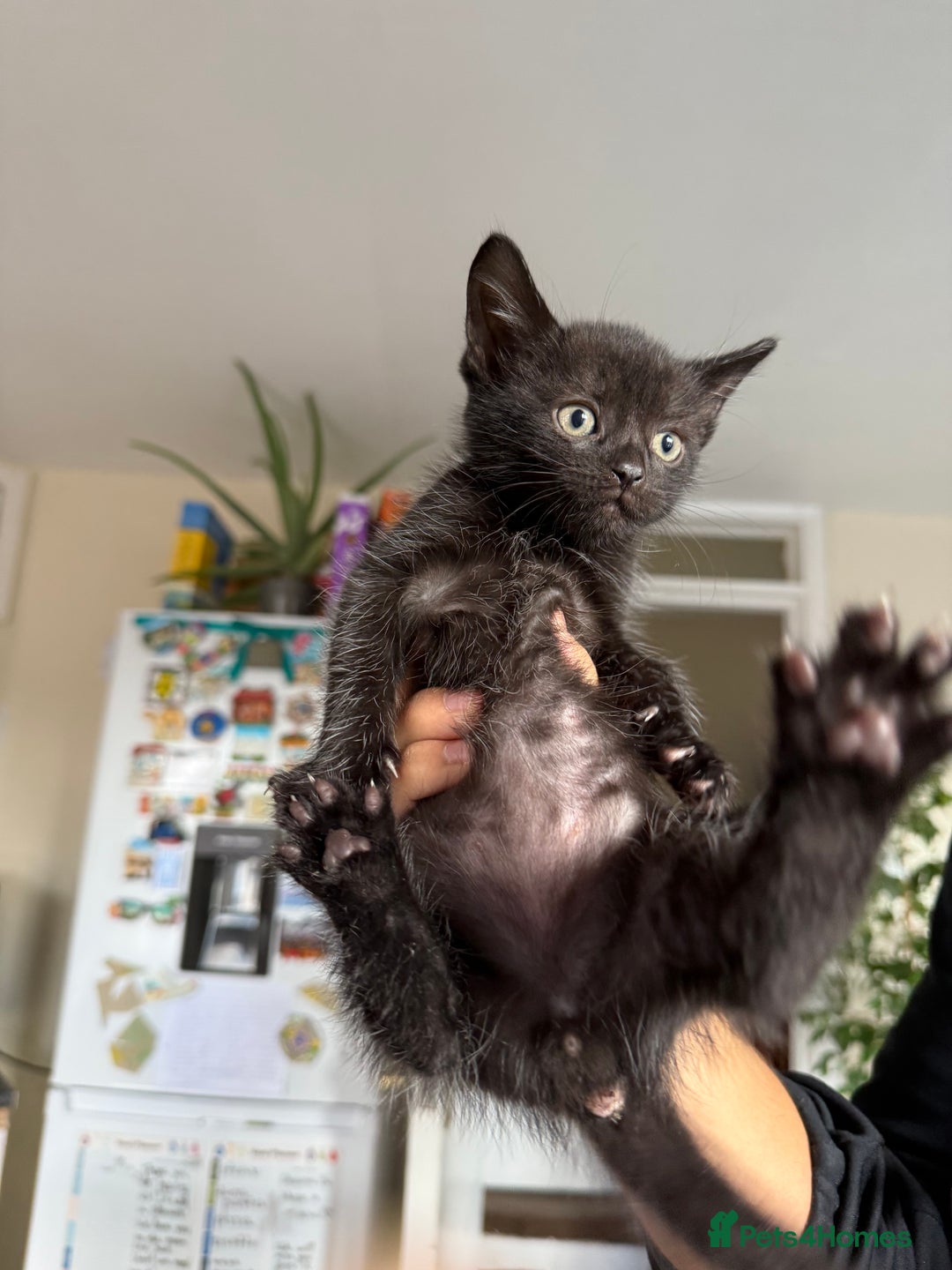 Mixed Breed cats for sale: 🐾 Adorable boy & girl 🐾 - Image 25