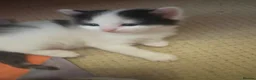 Mixed Breed cats for sale: My cat gave birth to cute 4 kittens  - Advert 8