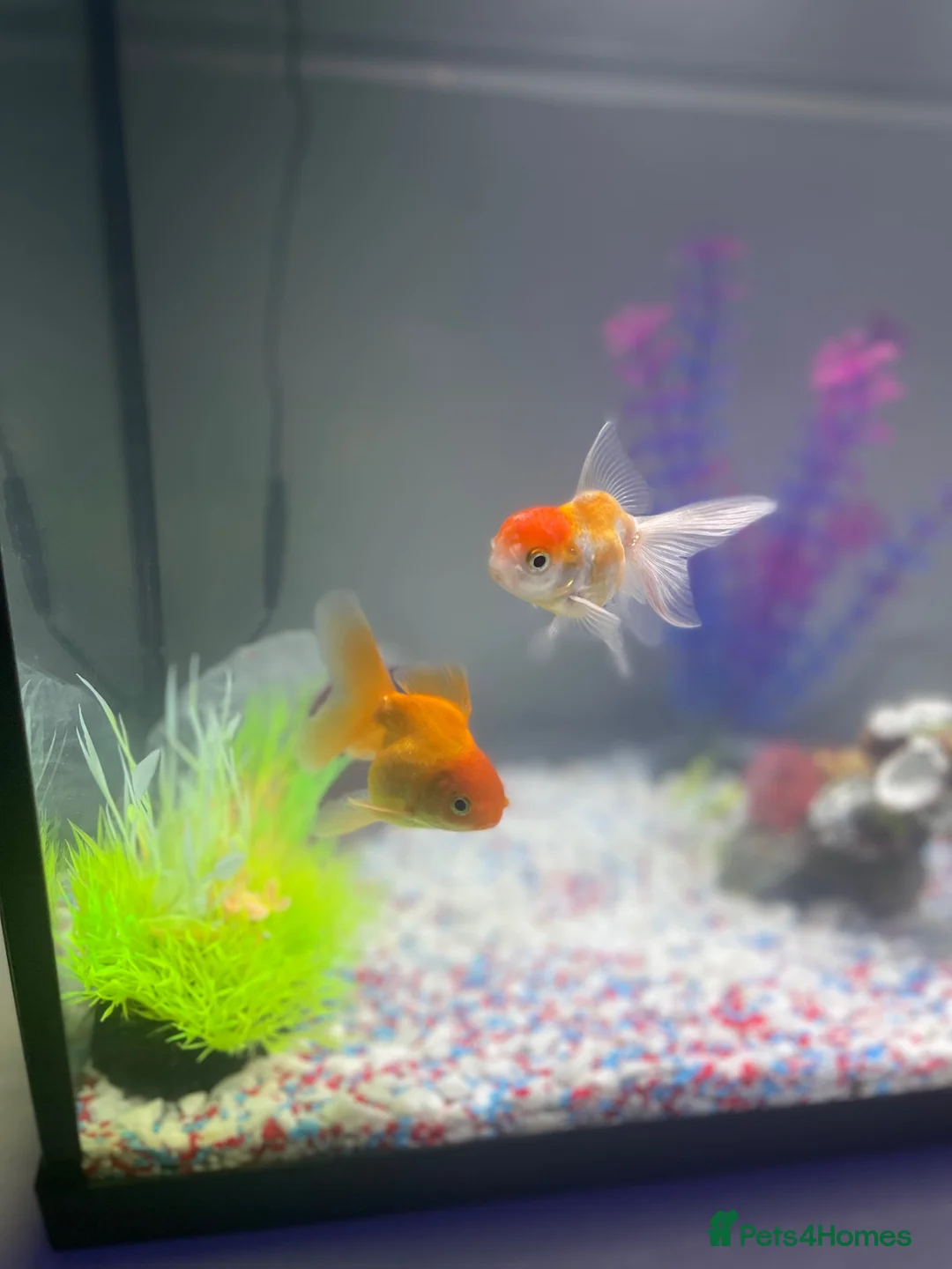 Fancy Goldfish fish for sale: 3 goldfish and tank in Felixstowe - Advert 1