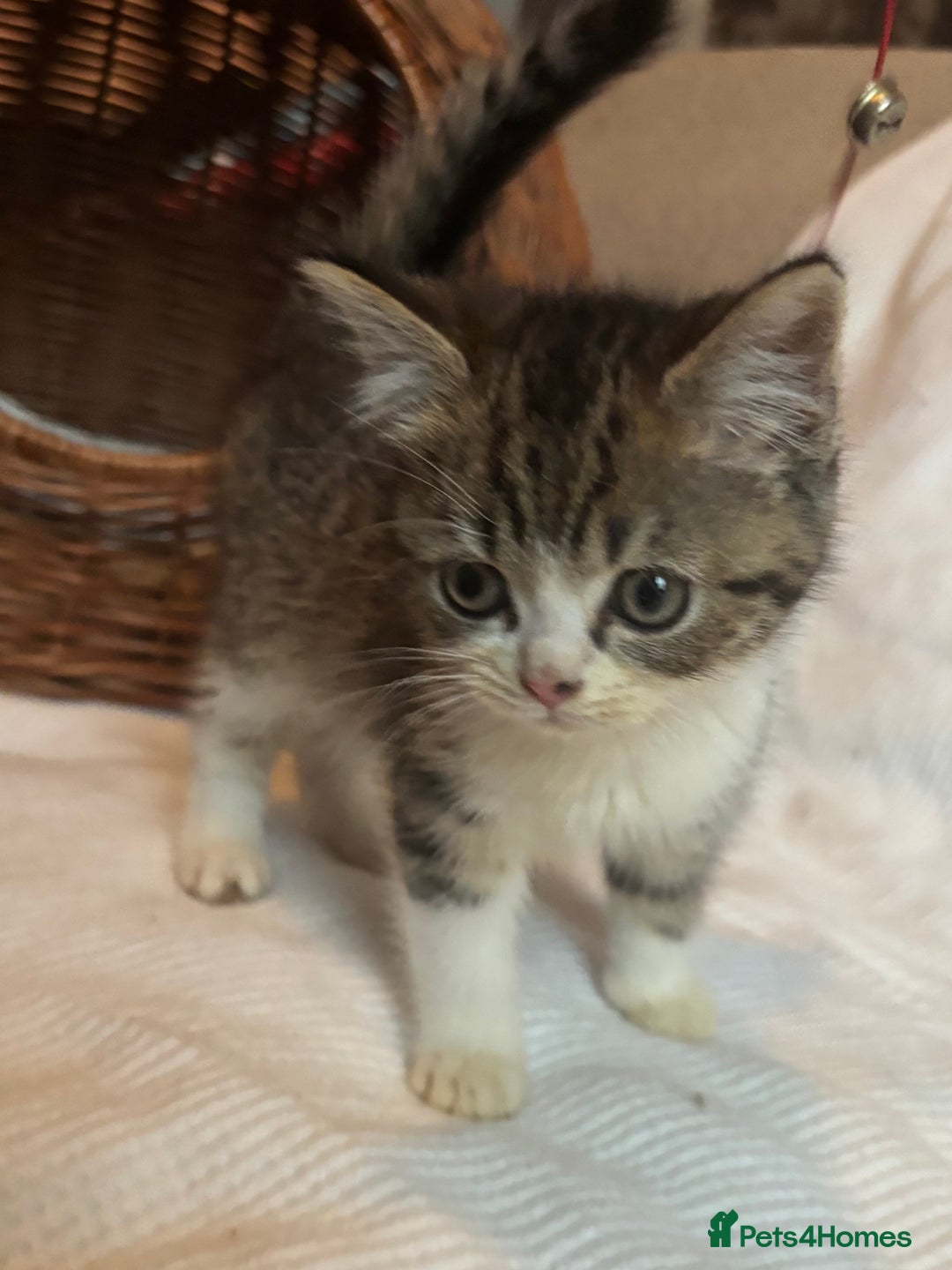 Mixed Breed cats for sale: Maine-Coon x British Blue Kittens.  - Advert 5