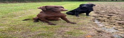 Labrador Retriever dogs for stud: Proven Fully Health Tested Working Chocolate Lab in Daventry - Advert 3