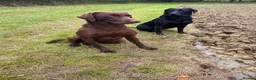 Labrador Retriever dogs for stud: Proven Fully Health Tested Working Chocolate Lab in Daventry - Advert 3
