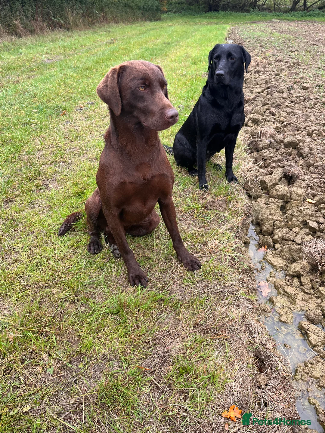 Labrador Retriever dogs for stud: Proven Fully Health Tested Working Chocolate Lab in Daventry - Advert 3