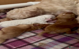 Australian Labradoodle dogs for sale: Exceptionally bred for Health! Temperament! Looks! - Advert 8