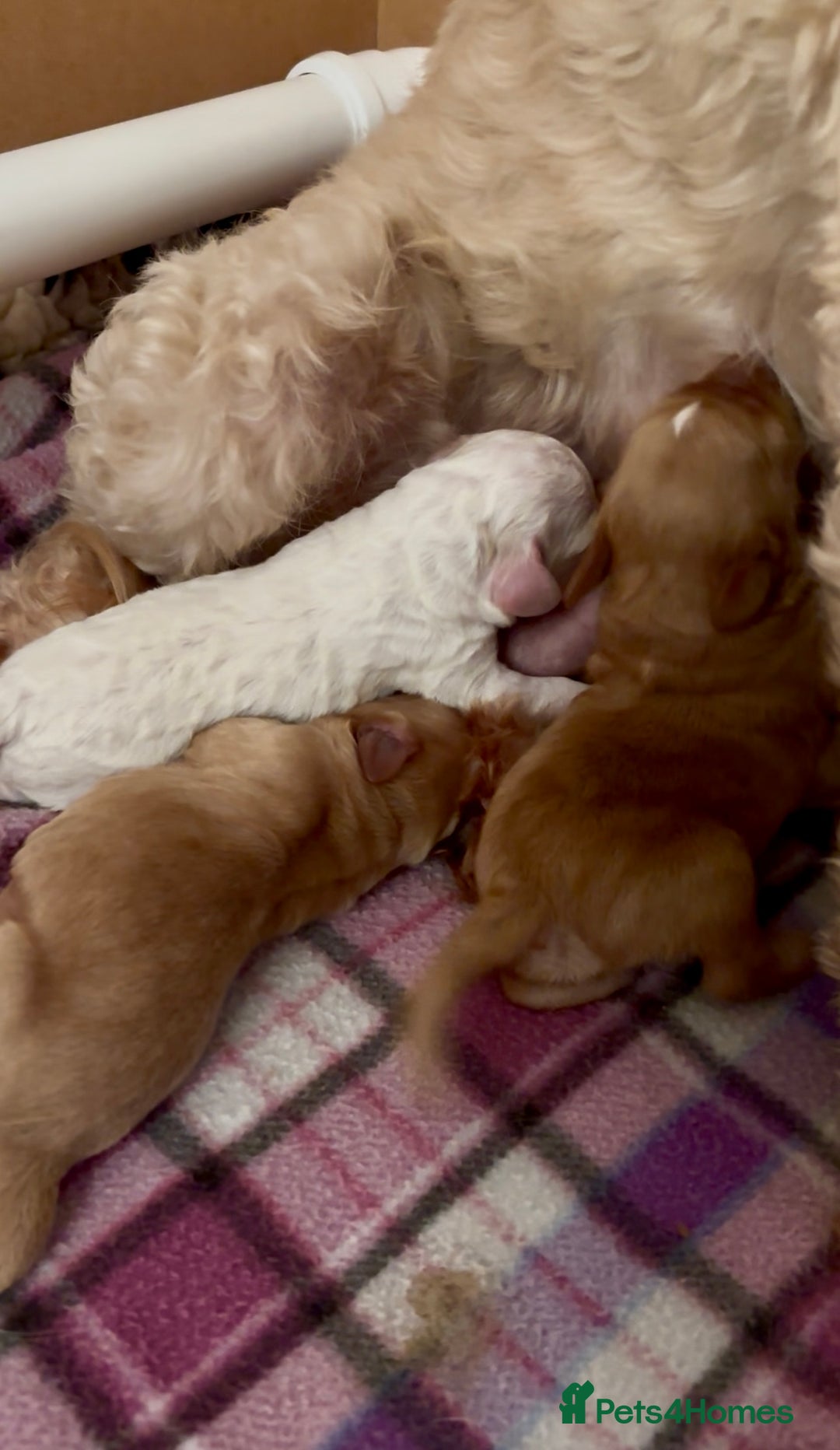 Australian Labradoodle dogs for sale: Exceptionally bred for Health! Temperament! Looks! - Advert 8