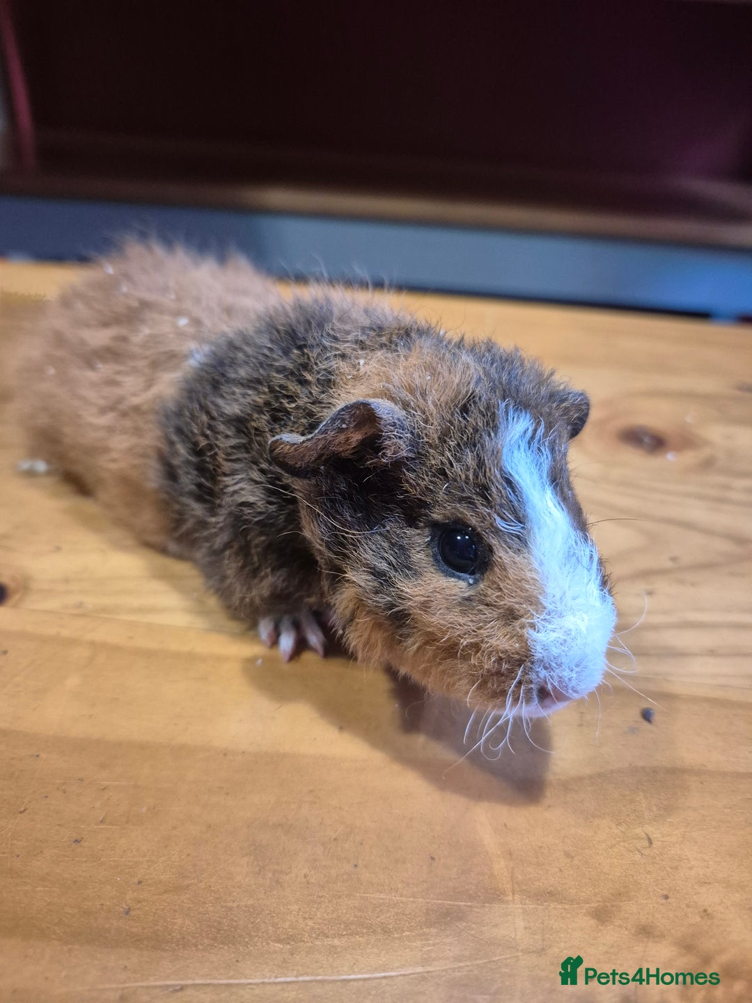 Guinea Pig rodents for sale: Teddy guinea pigs - Advert 2