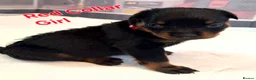 Rottweiler dogs for sale: Last few puppies in Rotherham - Advert 3