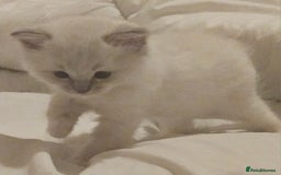 Ragdoll cats for sale: Tica registeeed tabby bicolour ragdolls - Image 36