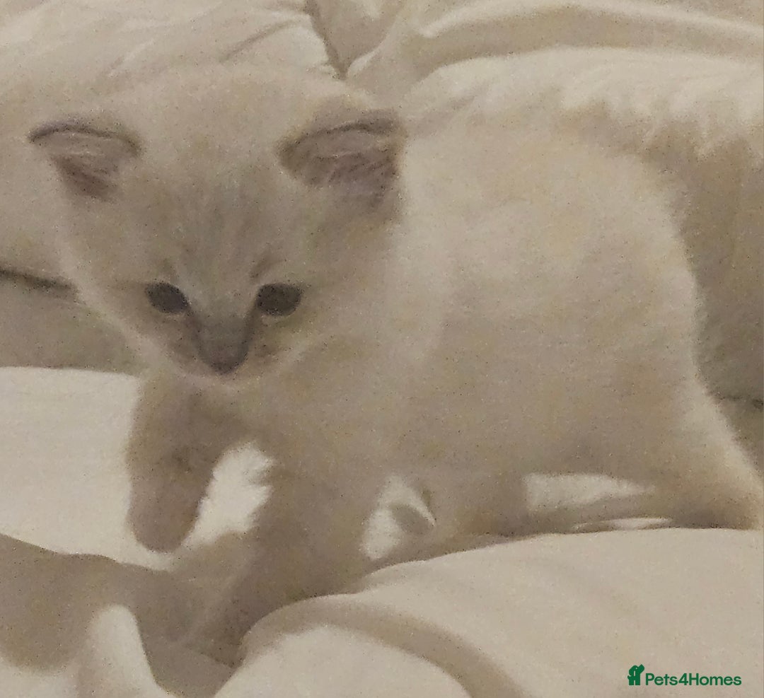 Ragdoll cats for sale: Tica registeeed tabby bicolour ragdolls - Image 36