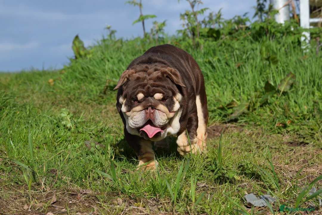 English Bulldog dogs for stud: GLEN COCO for stud in Birmingham - Advert 7