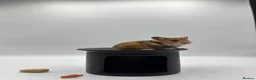 Hamster rodents for sale: Pedigree Syrian hamster pups  - Advert 15