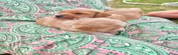 Cockapoo dogs for sale: F1 cockapoo puppies - amazing colours and markings - Advert 4