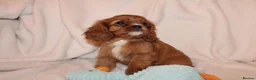 Cavalier King Charles Spaniel dogs for sale: Gorgeous Cavalier King Charles Spaniel puppies - Advert 8