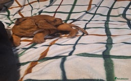 Mixed Breed dogs for sale: Beautiful dachshund mix puppies  - Image 5