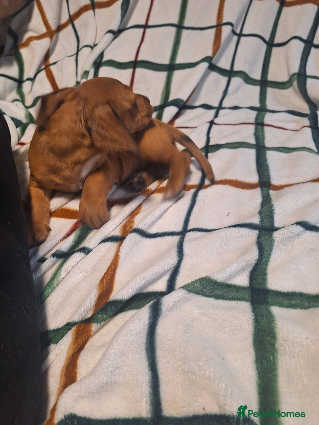 Mixed Breed dogs for sale: Beautiful dachshund mix puppies  - Image 5