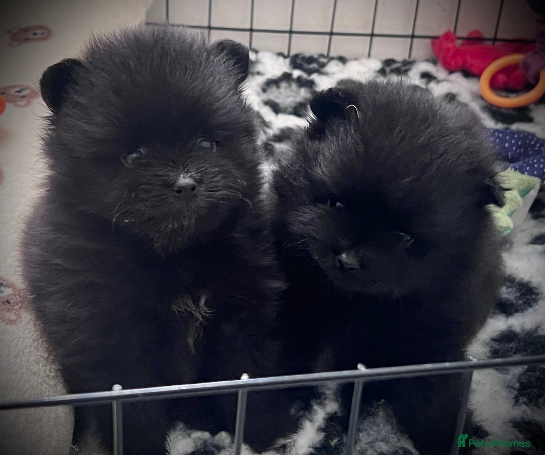 Pomeranian dogs for sale: ** TRUE TO TYPE BLACK POMERANIAN PUPPIES ** - Image 13