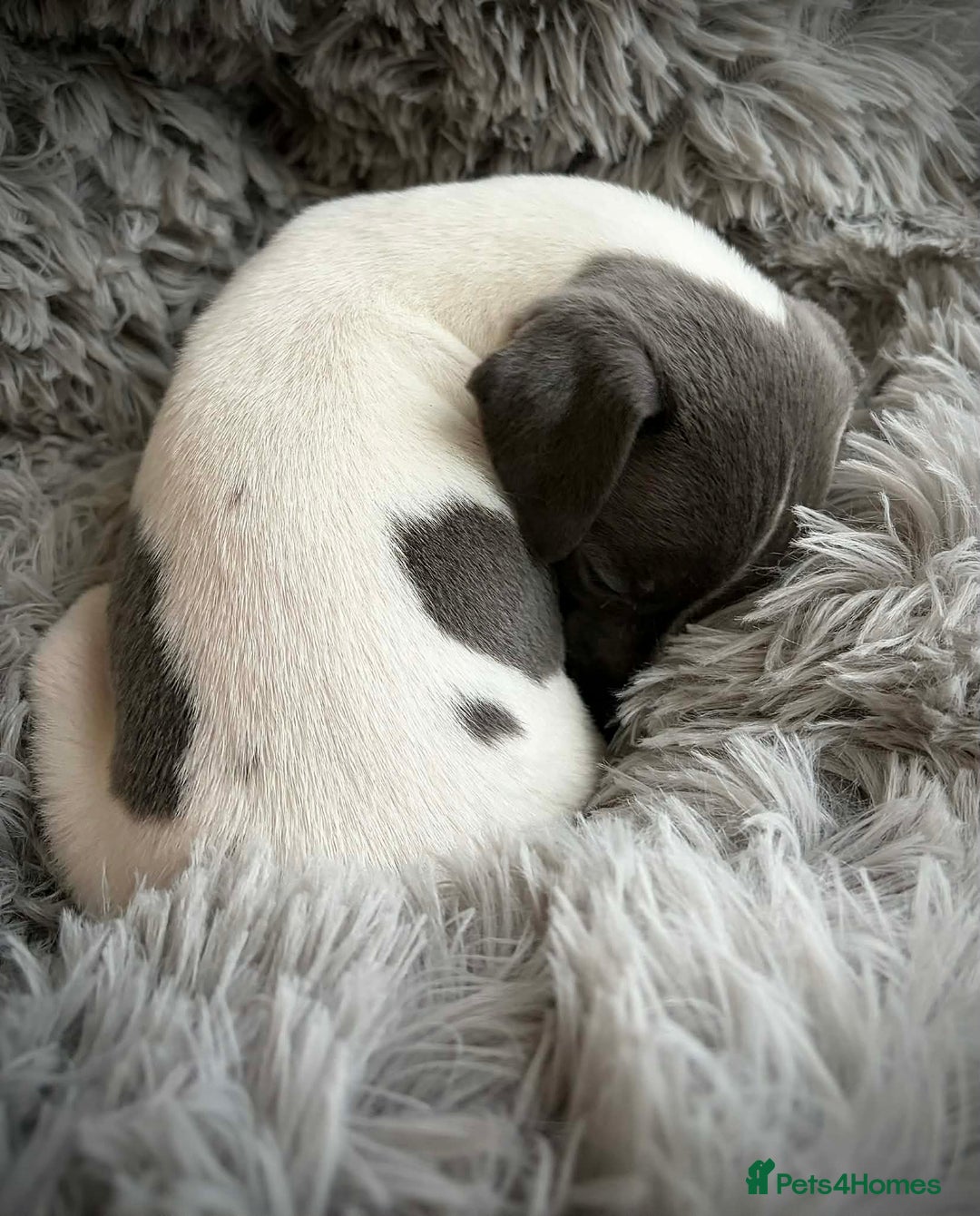 Mixed Breed dogs for sale: Italian Greyhound cross Whippet/Italian Greyhound  - Advert 8