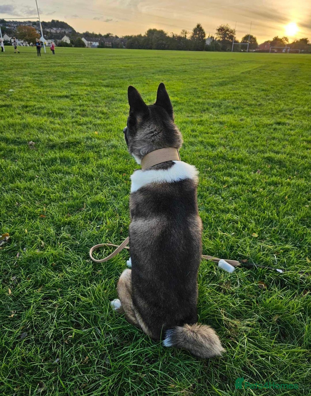 Akita dogs for sale: 2 Akita puppies 1 female 1 male  - Image 24