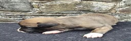 Whippet dogs for sale: Beautiful whippets  in Machynlleth - Advert 2