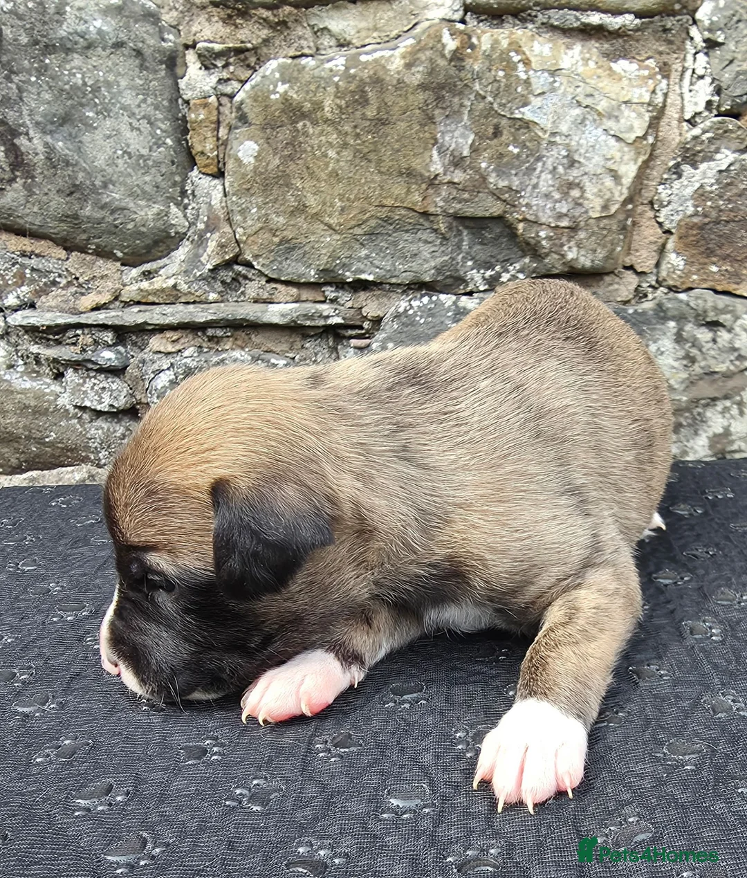 Whippet dogs for sale: Beautiful whippets  in Machynlleth - Advert 2