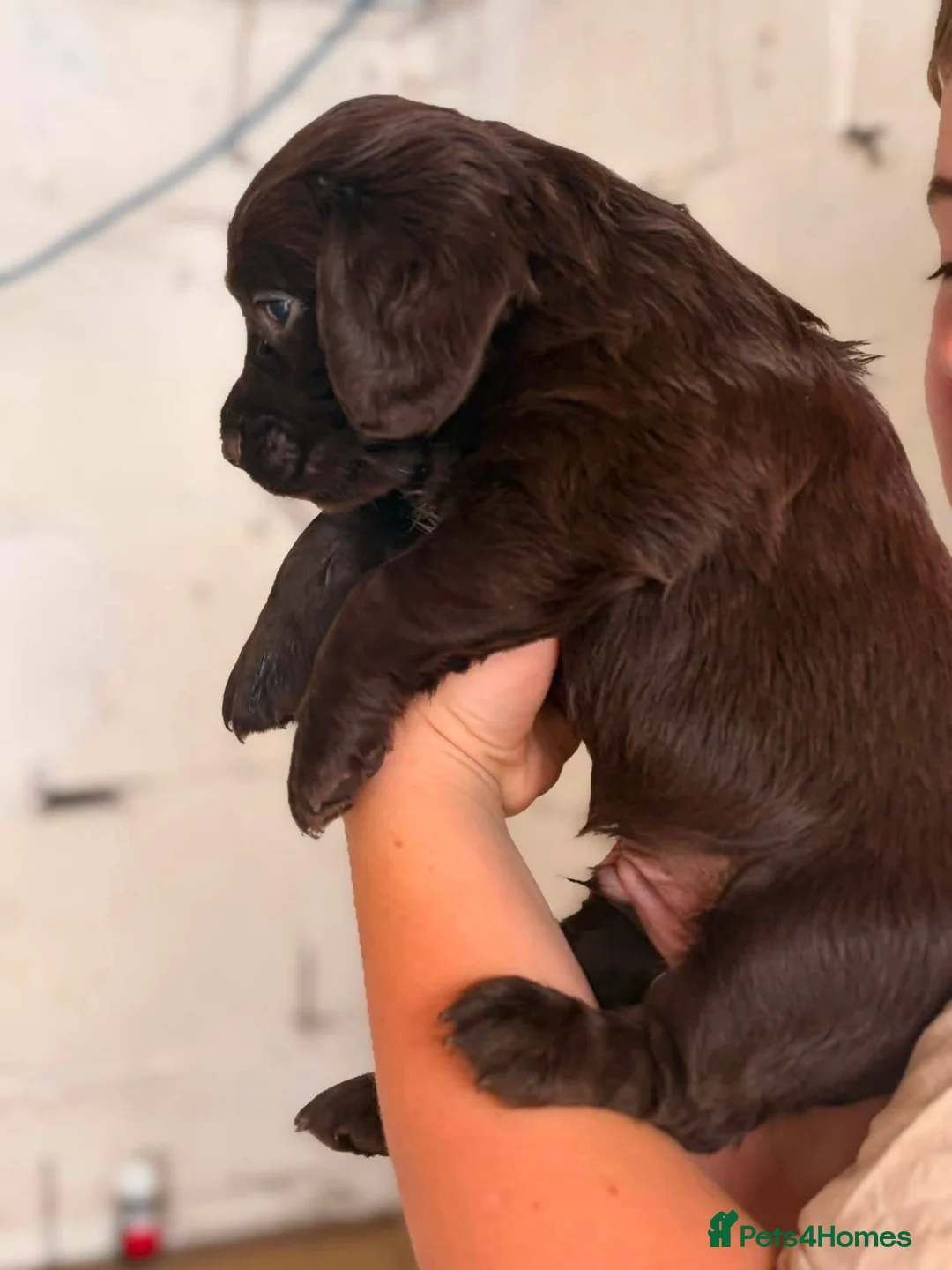 Cocker Spaniel dogs for sale: 2 male cocker spaniel puppies in New Tredegar - Advert 5