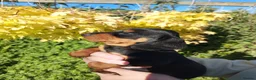 Miniature Dachshund dogs for sale: perfect true to type miniature Dachshund puppies   in Thirsk - Advert 2
