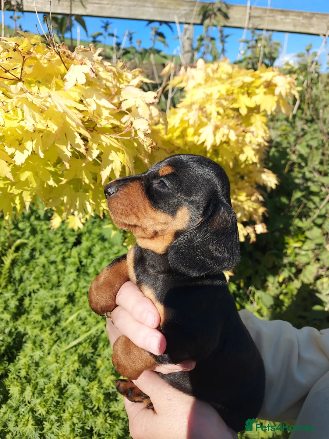 Miniature Dachshund dogs for sale: perfect true to type miniature Dachshund puppies   in Thirsk - Advert 2