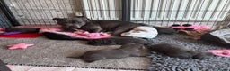 Staffordshire Bull Terrier dogs for sale: Staffordshire bull terrier puppies  - Advert 4