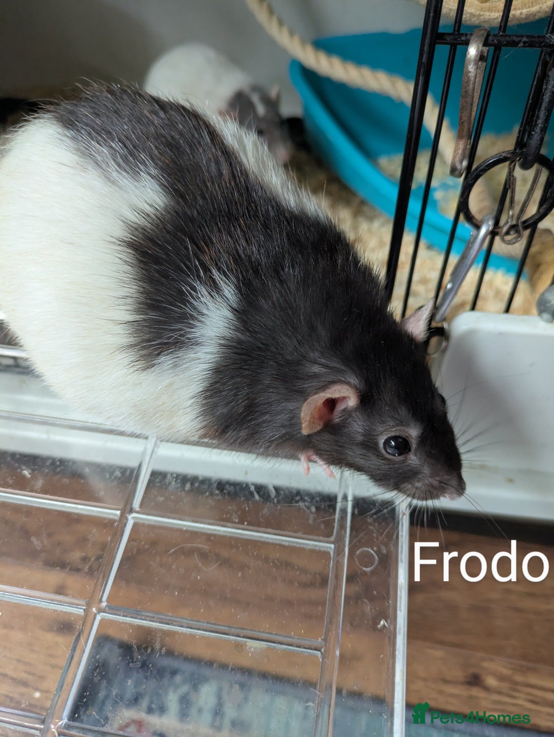Rat rodents for sale: 4 Female Rats & Set-Up - Image 2