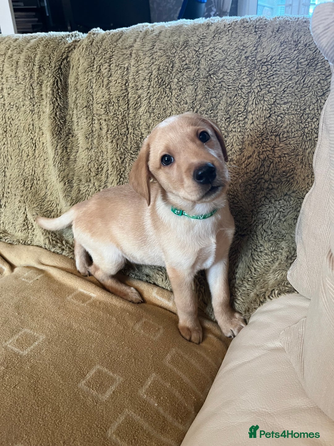 Labrador Retriever dogs for sale: Stunning Labrador pedigree puppies  - Advert 31