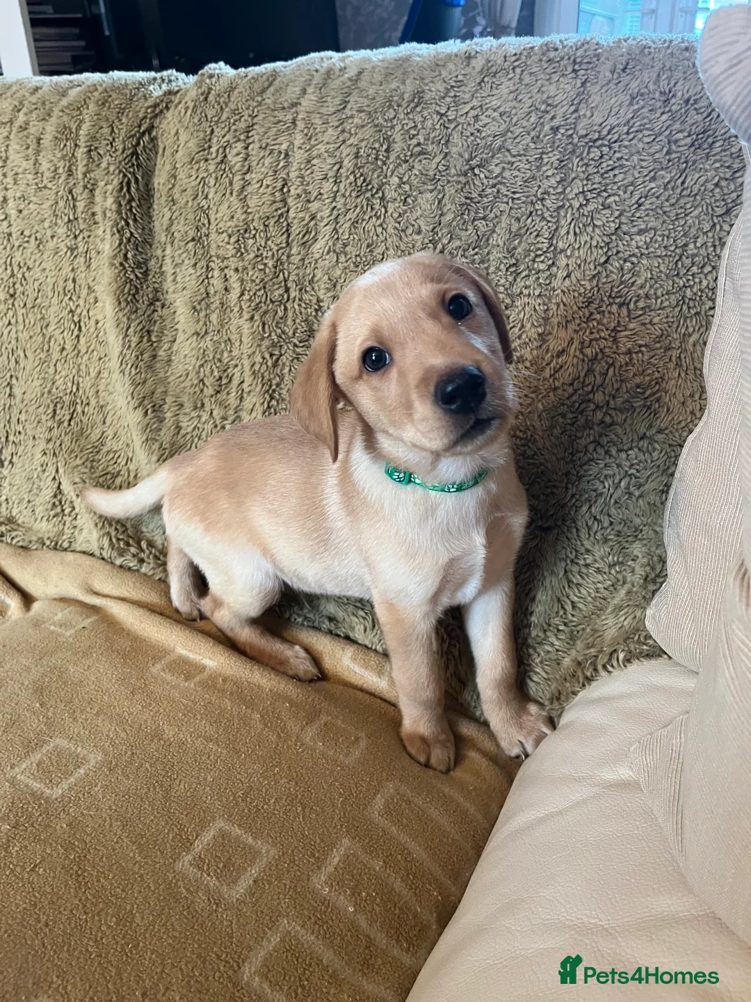 Labrador Retriever dogs for sale: Stunning Labrador pedigree puppies  - Advert 24