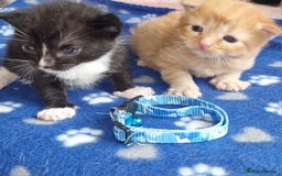 Mixed Breed cats for sale: Beautiful adorable kittens 💙🩵🩷 - Image 1