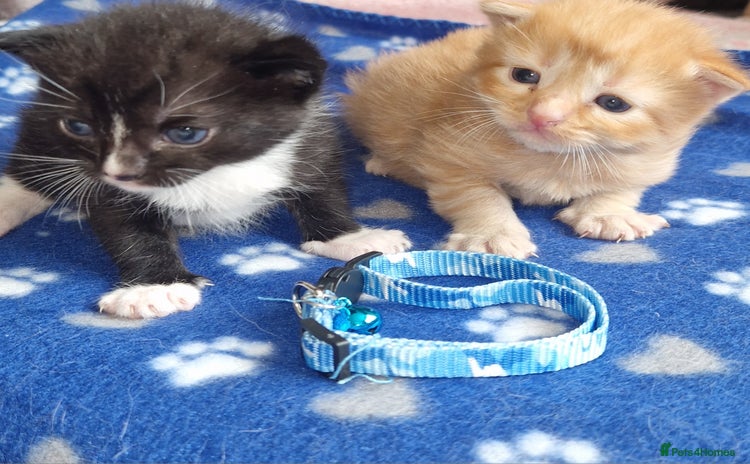 Mixed Breed cats - Advert 10
