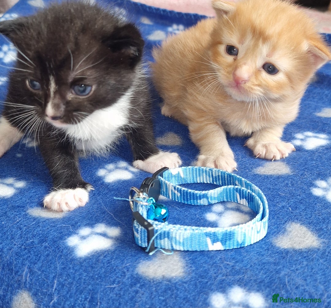 Mixed Breed cats for sale: Beautiful adorable kittens 💙🩵🩷 - Image 1