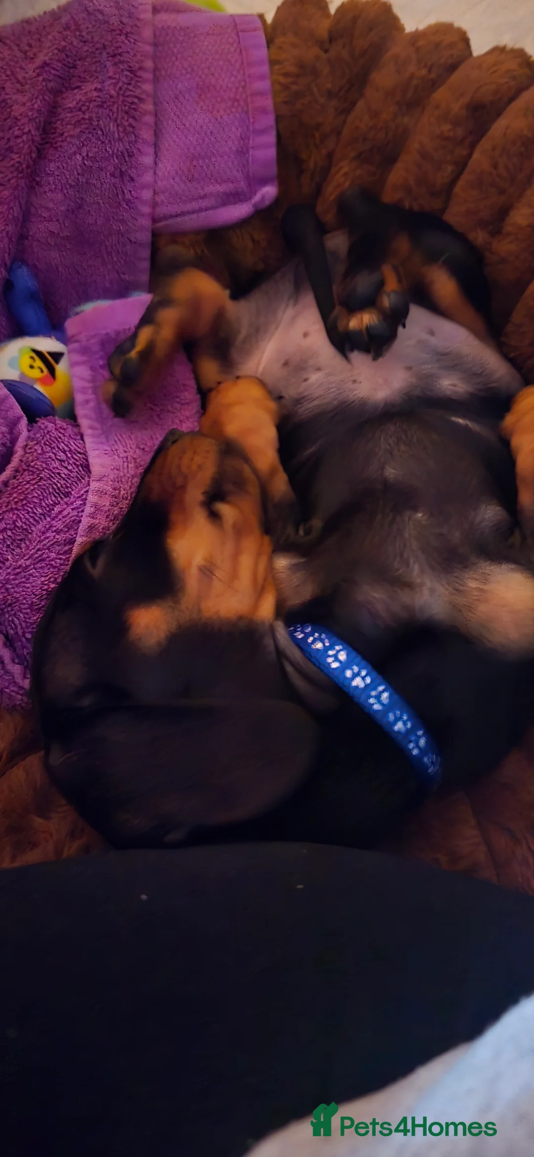 Dachshund dogs for sale: Dachsund 6month Old Puppy in Wimborne - Advert 12