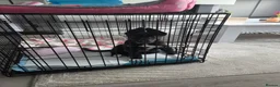 Mixed Breed dogs for sale: Boarder Collie - Belgian Malinnois Puppy for Sale in Birmingham - Advert 4